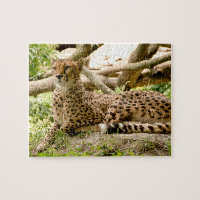 Quebra-cabeça Linda Foto De Gato De Cheetah (Horizontal)
