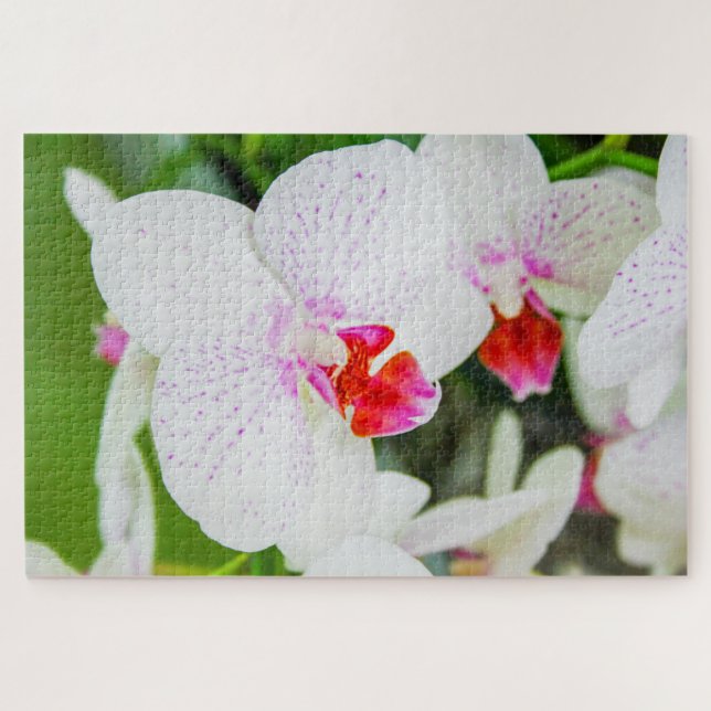 Quebra-cabeça Lindas flores brancas e vermelhas (Horizontal)