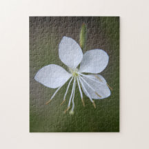 Lindheimeri de Gaura - borboletas girando