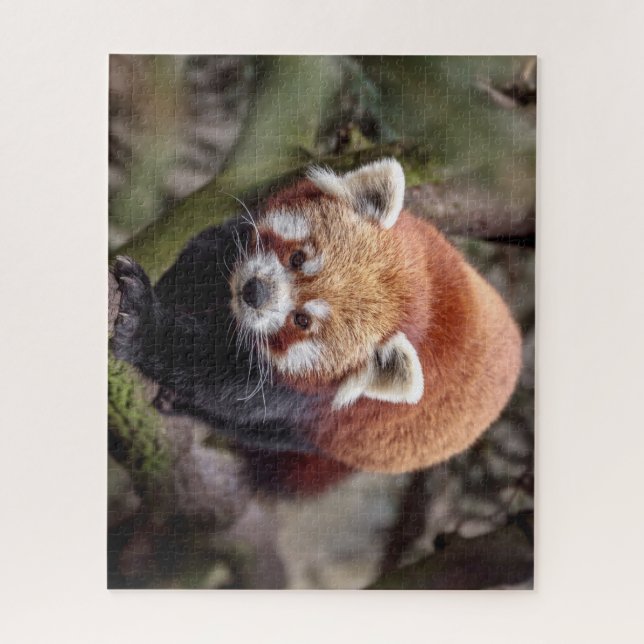 Quebra-cabeça Lindo Panda Vermelho em um Galho (Vertical)