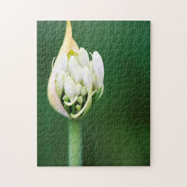 Quebra-cabeça Lírio Africano, Agapanthus Praecox, Cidade do Cabo (Vertical)