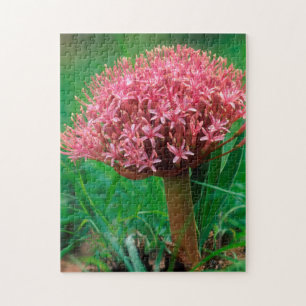 Quebra-cabeça Lírio Africano (Agapanthus Praecox), Mala Mala