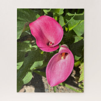 Quebra-cabeça Lírio-de-Calla Rosa, San Mateo