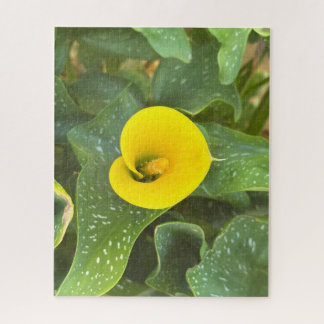 Quebra-cabeça Lírio-de-callas Amarelo, San Mateo