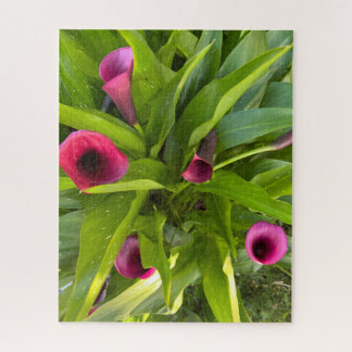 Quebra-cabeça Lírio-de-callas Roxo, Oakland