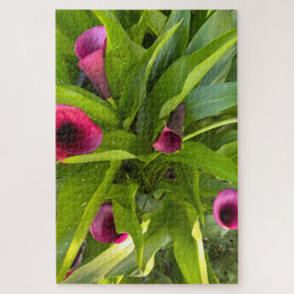 Quebra-cabeça Lírio-de-callas Roxo, Oakland