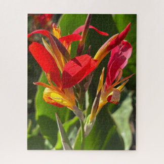 Quebra-cabeça Lírio-de-canna-vermelho, Oakland