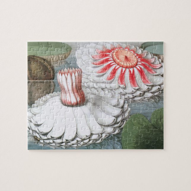 Quebra-cabeça Lírios de Água Antigos Flores em uma Lagoa de Jard (Horizontal)