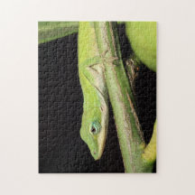 Lizard Nature Wildlife