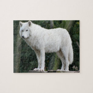 Quebra-cabeça Lobo branco majestoso que olha sobre o domínio