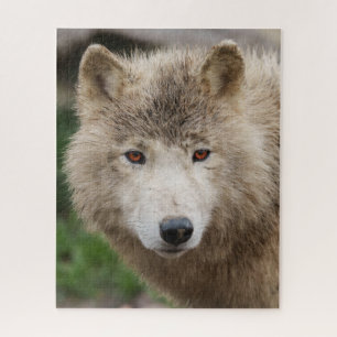 Quebra-cabeça Lobo Branco Muddy