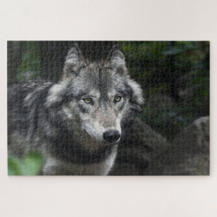 Quebra-cabeça lobo-cinza na natureza