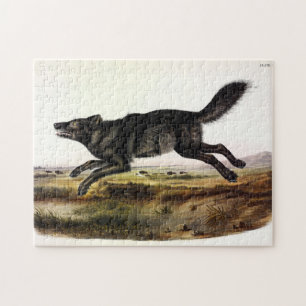 Quebra-cabeça Lobo Negro, ou Lobo Americano Negro (Canis Lupus)