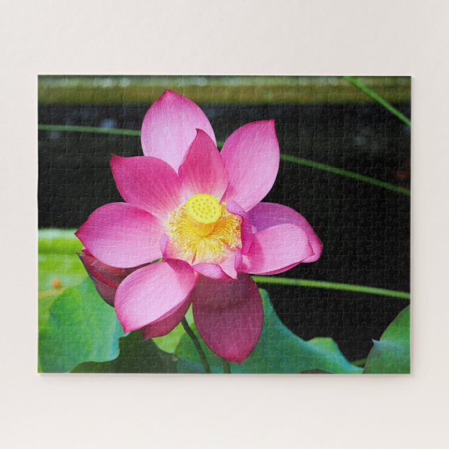 Quebra-cabeça Lotus Rosa Quente (Horizontal)