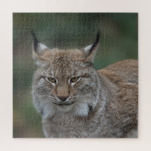 Lynx Olhando Para Você
