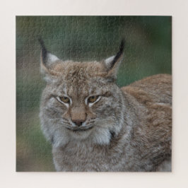 Quebra-cabeça Lynx Olhando Para Você