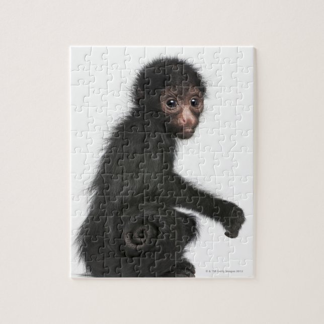 Quebra-cabeça Macaco-aranha-de-cara-vermelha - Ateles paniscus ( (Vertical)