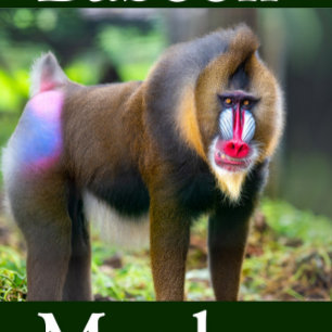 Quebra-cabeça Macaco Baboon
