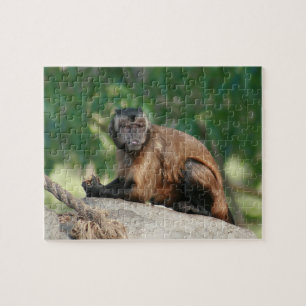 Quebra-cabeça Macaco Capuchin, Cute Mas Cranky