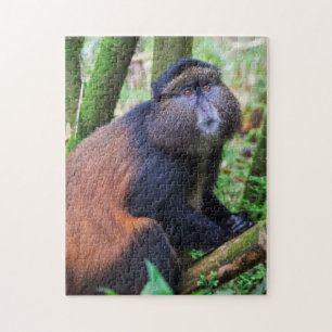 Quebra-cabeça Macaco Dourado, Ruanda