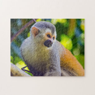 Quebra-cabeça Macaco-esquilo em Manuel Antonio NP - Costa Rica