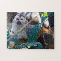 Macaco esquilo em Manuel Antonio NP - Costa Rica