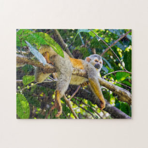 Quebra-cabeça Macaco-esquilo em Manuel Antonio NP - Costa Rica