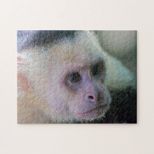 Quebra-cabeça Macaco-prego branco-branco-claro - Costa Rica
