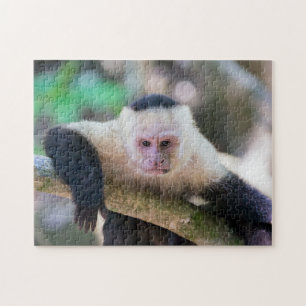 Quebra-cabeça Macaco-prego branco-branco-claro - Costa Rica