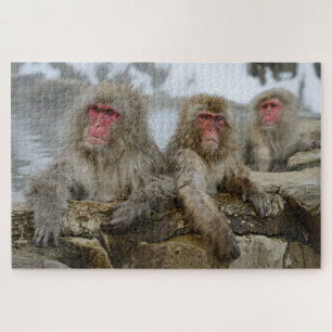 Quebra-cabeça Macacos-da-neve na Piscina de Primavera quente no 