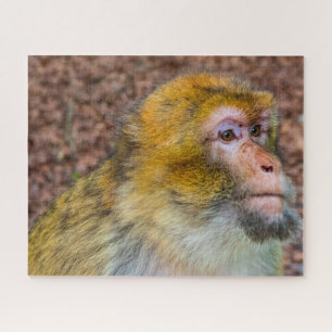 Quebra-cabeça Macacos de Barbary