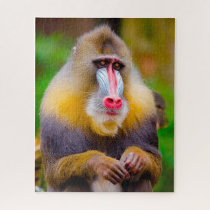 Quebra-cabeça Macacos de Mandrill