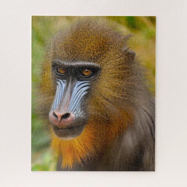 Quebra-cabeça Macacos Mandrill. (Vertical)