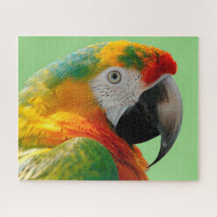 Quebra-cabeça Macaw
