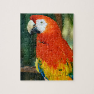 Quebra-cabeça Macaw