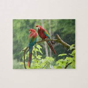 Quebra-cabeça Macaws Verde-voados