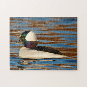 Quebra-cabeça Macho Bufflehead no Sol da Tarde