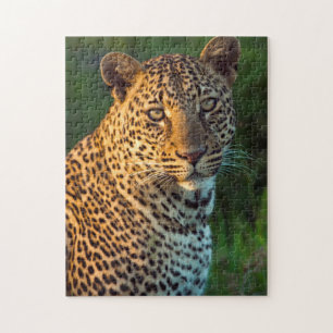 Quebra-cabeça Macho de leopardo (Panthera Pardus) filhote totalm