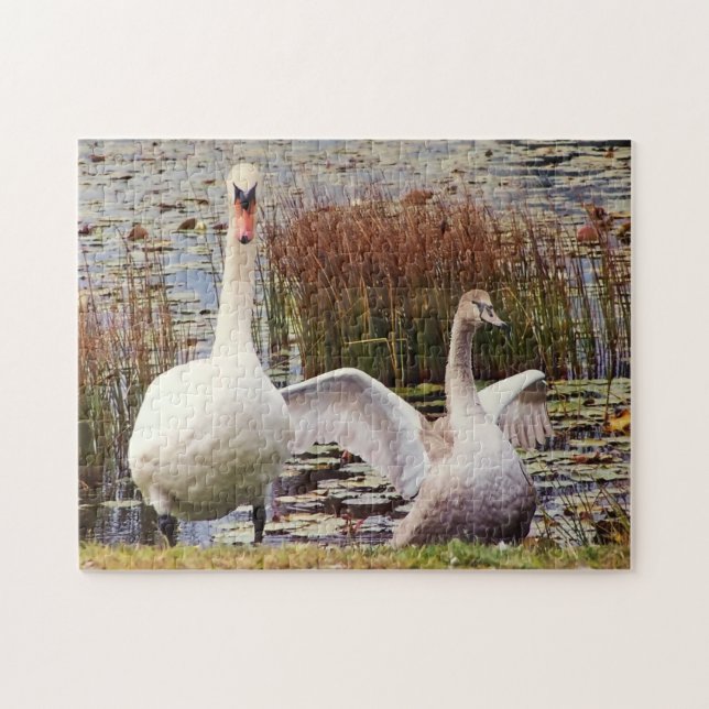 Quebra-cabeça Mãe e Bebê Cisne Vida Selvagem Fofo  (Horizontal)