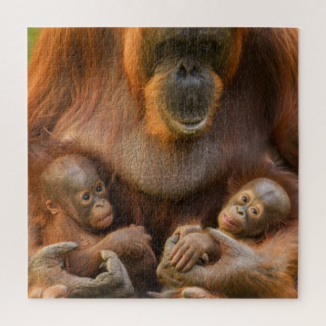 Quebra-cabeça Mãe Orangutan Segurando Dois Bebês (Vertical)