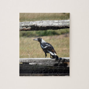QUEBRA-CABEÇA MAGPIE NA CERCA QUEENSLAND RURAL AUSTRÁLIA