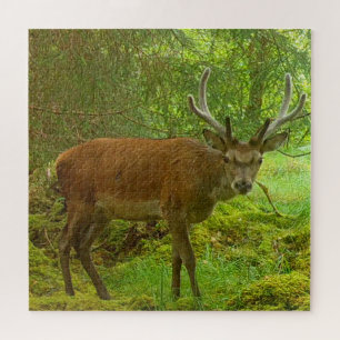 Quebra-cabeça Majestoso Veado Vermelho em Cena de Floresta Musgo