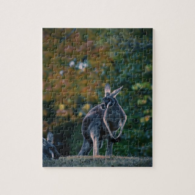 Quebra-cabeça Majexpressa Kangaroo (Vertical)