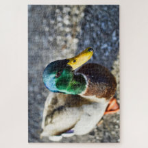 Male mallard duck close up portrait