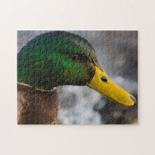 Quebra-cabeça Male Mallard Portrait