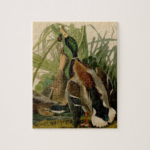 Quebra-cabeça Mallard Duck - Pincel de Ave Audubon