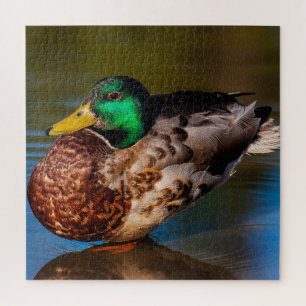Quebra-cabeça Mallard Portrait