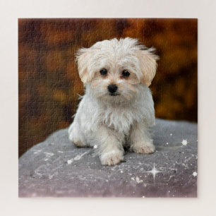 Quebra-cabeça Maltês Puppy, tão adorável