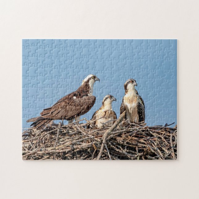 Quebra-cabeça Mamãe Osprey com seus filhos (Horizontal)