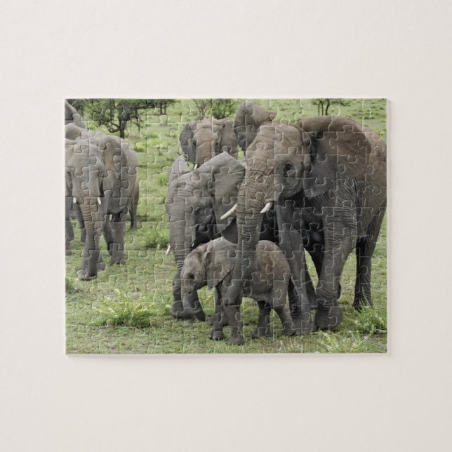Quebra-cabeça manada de elefante-africano, Loxodonta africana, 2 (Horizontal)